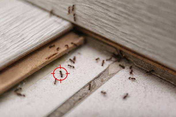 Best Affordable Pest Control Services  in Marble Hill, MO