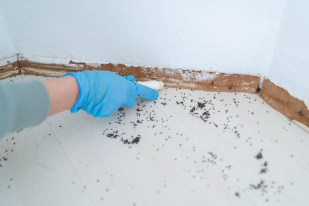 Best Best Pest Control Companies  in Marble Hill, MO