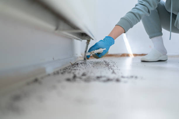 Best Termite Control Services  in Marble Hill, MO